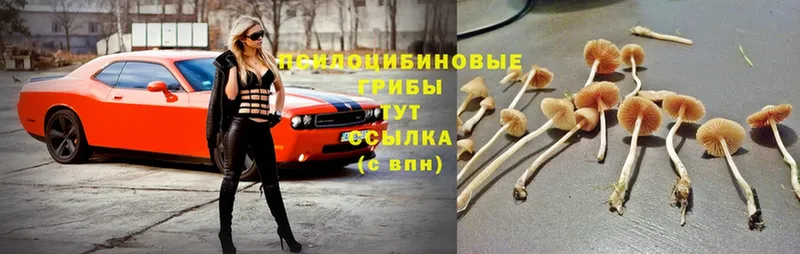 omg зеркало  Гулькевичи  Галлюциногенные грибы Psilocybe  цены  